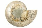 Cut & Polished Ammonite Fossil (Half) - Madagascar #191566-1